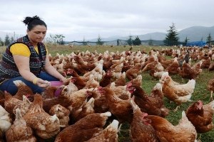 SYDV Kredisi İle Tavuk Çiftliği Kurdu