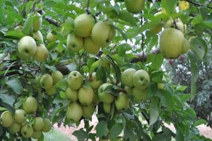 Elma ve Armut Hasadı Başladı