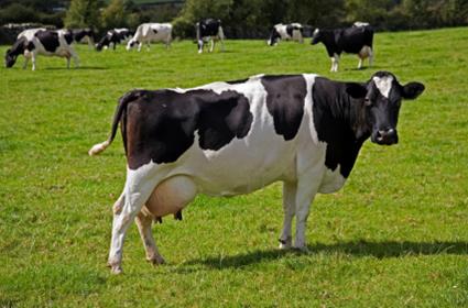 Süt Üreticilerine Önemli Uyarı