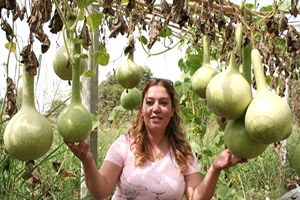 Mersin de Su Kabağının Karpuza Anaçlık Durumu Araştırılıyor