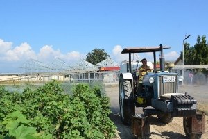 Nazilli de Pamukta Tarla Günü Yapıldı