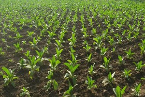 Sürdürülebilir Tarım Projesi İle Maliyetler Düşüyor Mahsul Artıyor