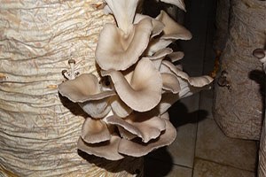 Bilecik te Kayın Mantarı Yetiştiriciliği Kursu Başlıyor