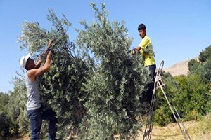 Derik te Zeytin Hasadı Başladı