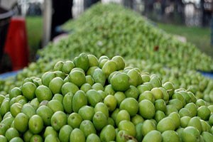 Gaziantep te Zeytin Üreticisinin Yüzü Gülüyor