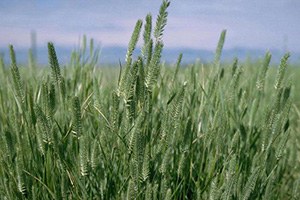 Karapınar da Mera Tipi Çok Yıllık Yem Bitkisi Çeşitlerinin Islahı Projesi