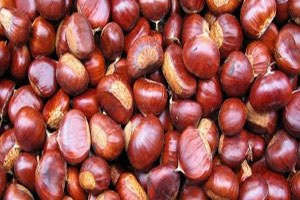 Kestane Üreticisinde Fiyat Üzüntüsü