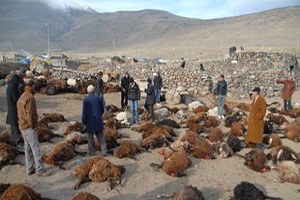 Kurt Korkusu Yüzlerce Koyunu Telef Etti