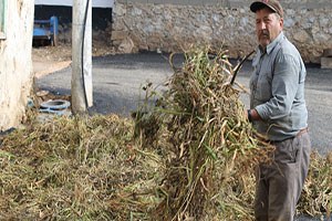 Kuru fasulye çiftçinin yüzünü güldürdü