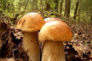 Zehirli Mantara Dikkat