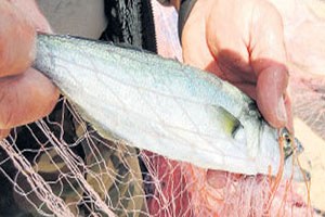 1 Ağ Attı Kilosu 45 Liralık 2 Bin Lüfer Avladı