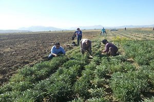Adaçayı Demonstrasyonu Kapsamında Hasat Yapıldı