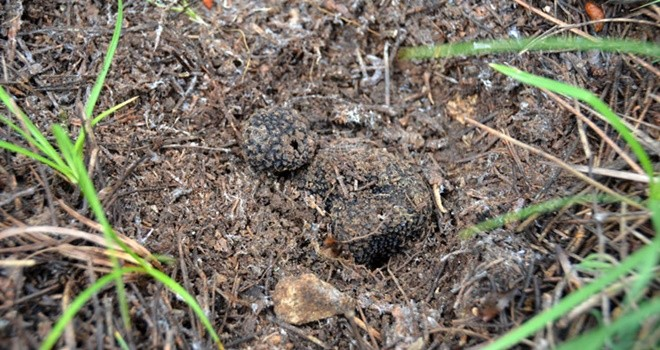 Karabük te Trüf Mantarı Yetiştirilecek