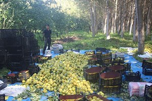 Kahramanmaraş ta Ayva Hasadı Başladı