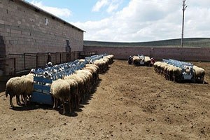 Koyun Ve Keçilerde Verimliliği Artırma Projesi