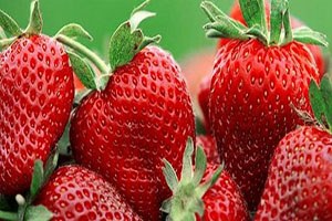 Hibe Desteğiyle Organik Çilek Yetiştiriyor