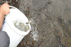 Abant Alası Üretimi İçin Anaç Alabalık Toplandı