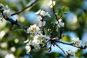 Akseki de Erik Ağacı Çiçek Açtı