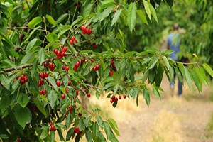 Antep Kirazı İhraç Edilmeye Başlandı