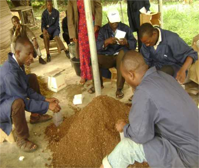 Gana da Bitki Atıklarından Yeni Ürünler Yetiştiriliyor