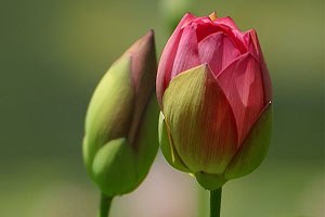 Ödemiş Süs Bitkileri Ve Fidan Sergisi 11 Kez Açıldı