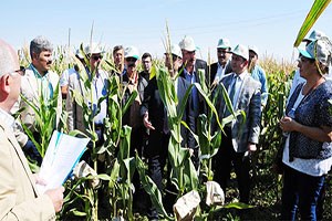 Ovaya Uygun Mısır Çeşidi Geliştiriliyor