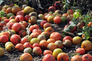 Satamayınca 60 Ton Domates Çürümeye Bırakıldı