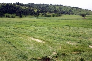 Tarsim Üreticiye 700 Milyon TL Hasar Ödemesi Yapacak