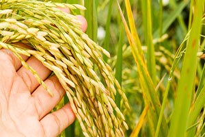 Çeltikte Hasat Yapıldı Alıcı Yok Çiftçi Kara Kara Düşünüyor