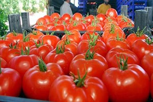 Domatesin De Helali Mi Olur