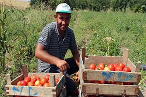 Yozgat ta Mantarlı Domates Üretimi