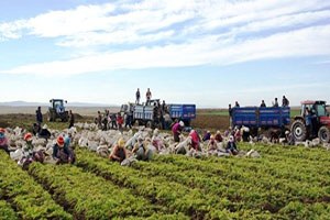 Türkiye nin Havuç Deposu Beypazarı nda Hasat Başladı