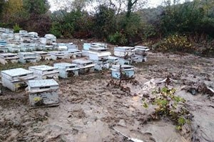 Sel Baskını Arıcıları Da Olumsuz Etkiledi