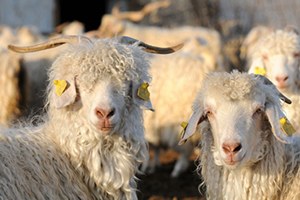 Kırıkkale de Tiftik Keçisi Yetiştiriciliğini Yaygınlaştırma Projesi