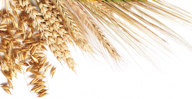 TÜİK Bitkisel Üretim Tahminini Açıkladı