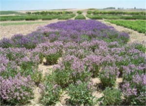 Osmankalfalar Tıbbi Adaçayı Üretiminde Antalya da Pilot Bölge Oldu