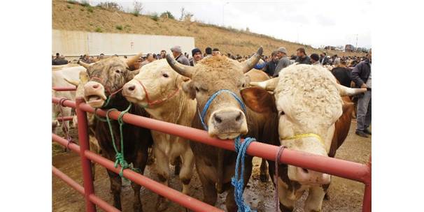 Kastamonu da İthal Hayvan Krizi Yaşanıyor
