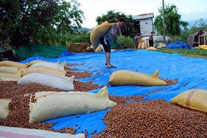 Fındık Üreticileri İki Aydır Umduğunu Bulamıyor