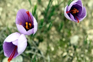 Hatay lılar Dünyanın En Pahalı Bitkisi yle Tanıştı