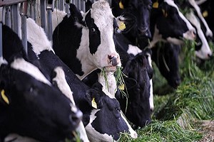 Türkiye de Hayvancılıkta Dönüşüm Başladı