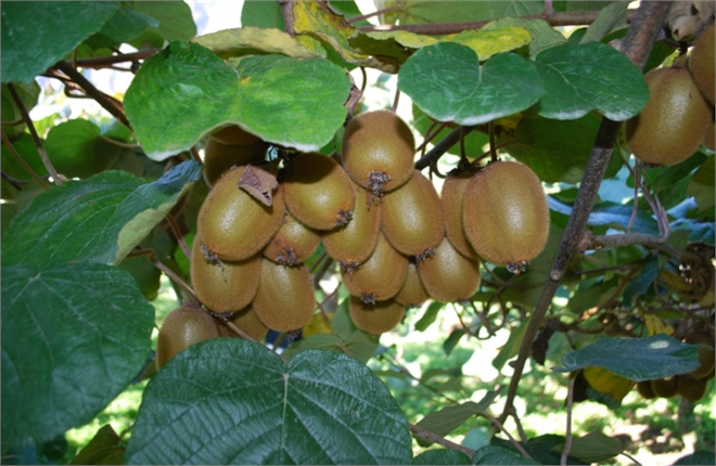 Kivi de Erken Hasat Uyarısı