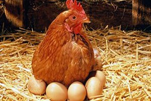 Tavuk Ve Yumurta İhracatında Birinciyiz