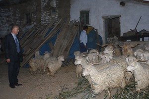 Çiftçilere Tiftik Keçisi ve Teke Dağıtıldı