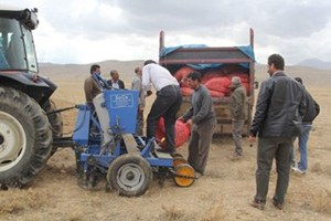 Başkale de 4 Ton Sarımsak Ekildi