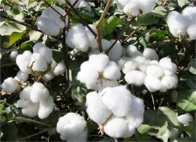 Ege de Pamukta Rekolte Tahmini