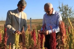 Amarant Bitkisinin Üretiminde Başarı Elde Edildi