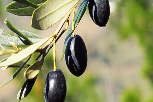 Manisa da Zeytin Rekoltesinde Yüzde 50 Düşüş Yaşanıyor