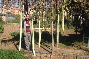 Boyları 2 5 Metreyi Bulan Kabaklar Dikkat Çekiyor