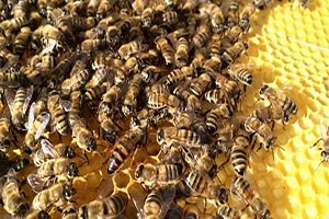 Kayseri Arıcılığında Ballı Gelişmeler