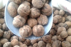 Tokat ta Ceviz Rekoltesinde Artış